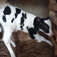 گوساله ماده|حیوانات مزرعه|مشهد, فرخد|دیوار