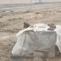 سگ نگهبان|سگ|رباط‌کریم, رباط‌کریم|دیوار