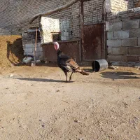 سه‌تا‌بوقلمون‌نر چاق‌وچله
