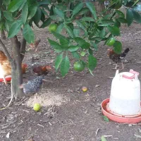 مرغ و خروس