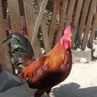 مرغ و خروس در بندر خمیر|حیوانات مزرعه|خمیر, |دیوار