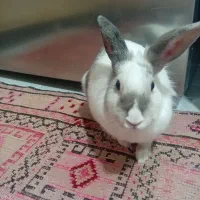 واگذاری خرگوش