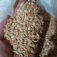 خرید گندم و جو