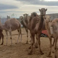 شتر نر اصل ترکی