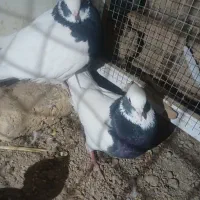 کبوتر طوقی|پرنده|شال, |دیوار