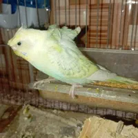 چهار عدد مرغ عشق معاوضه ای