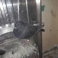 کبوتر ابلغ|پرنده|گتوند, |دیوار