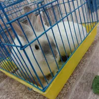 یه جفت خرگوش|موش و خرگوش|یزد, |دیوار