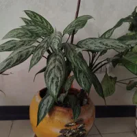 گل دیفن|گل و گیاه طبیعی|قدس, شهرقدس|دیوار