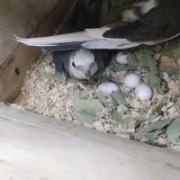 عروس هلندی مولد البینو|پرنده|تهران, حکیمیه|دیوار