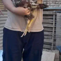 خروس لاری|حیوانات مزرعه|گنبد کاووس, |دیوار