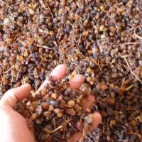 انواع کشمش|خوردنی و آشامیدنی|میاندوآب, |دیوار