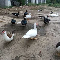 اردک اسرائیلی