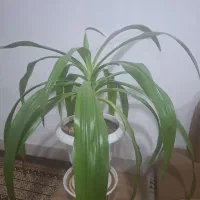فروش باع