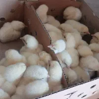 جوجه گوشی راس. مجموعه تولید چنانی