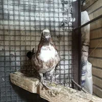 کفترکاشونی|پرنده|اصفهان, شاهد|دیوار