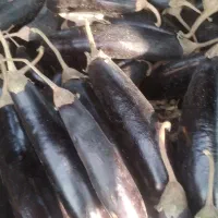 بادمجان ریز و درشت