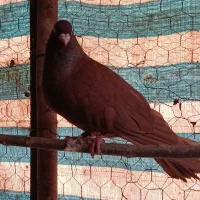 کبوتر صرب|پرنده|اصفهان, باغ زرشک|دیوار