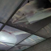 سقف کاذب دوقسمتی زیردوش و رختکن روی هم۴۵۰۰|مصالح و تجهیزات ساختمان|تهران, تولید دارو|دیوار