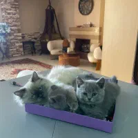 بچه‌گربه برتیش بلو