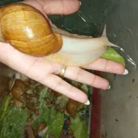 حلزون اچاتینا