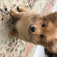 واگذاری سگ پامر خرسی روباهی فروش فوری