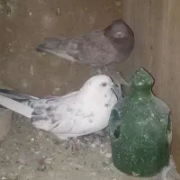 کبوتر|پرنده|آفتاب, |دیوار