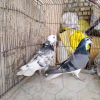 کبوتر|پرنده|اصفهان, مارچین|دیوار