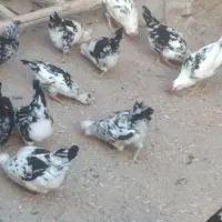 فروش تعداد مرغ و خروس گلین زیبا و اصل