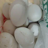 تخم مرغ غاز