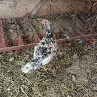 یک خروس دوتا لاری