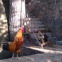 خروس