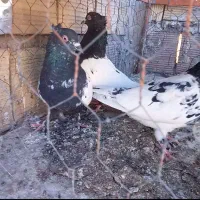 ۶ تا حیون درجه یک|پرنده|قائن, |دیوار