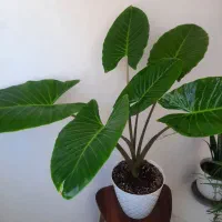 گل بابا آدم