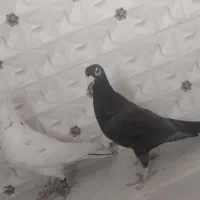 کبوتر|پرنده|خاش, |دیوار