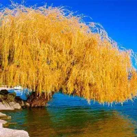 نهال بید طلایی و سبز مقاوم  نهالستان بزرگ پاشاپور