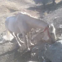 اسب|اسب و تجهیزات اسبسواری|سرشیو, |دیوار