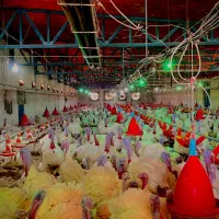 املاک صنعتی کشاورزی|فروش زمین و ملک کلنگی|وردشت, |دیوار