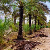 نخلهای بهبهان را خریدارم|خدمات باغبانی و درختکاری|بهبهان, |دیوار