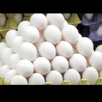 پخش تخم مرغ اقتصادی