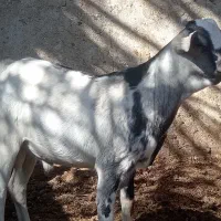 کهره سومالی خارجی|حیوانات مزرعه|شیراز, سلطان آباد|دیوار