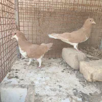 شهری زردوسینه سبز|پرنده|شیراز, اکبر آباد|دیوار