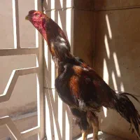 خروس لاری