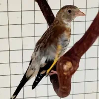 سهره مست روانی