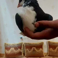 جفت خوشرنگ