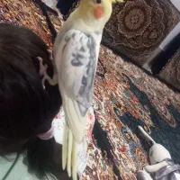 یک جفت عروس دستی روی تخم