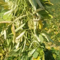 لوبیا چیتی|خوردنی و آشامیدنی|میلاجرد, |دیوار