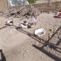 غاز های جوان