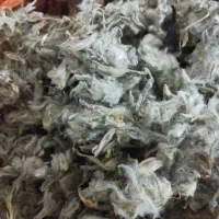 چای کوهی|آرایشی، بهداشتی، درمانی|اردبیل, |دیوار