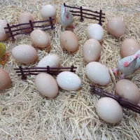 مرغ تخم گذار